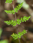 Hairy lipfern